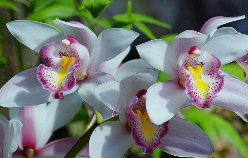 White Orchids