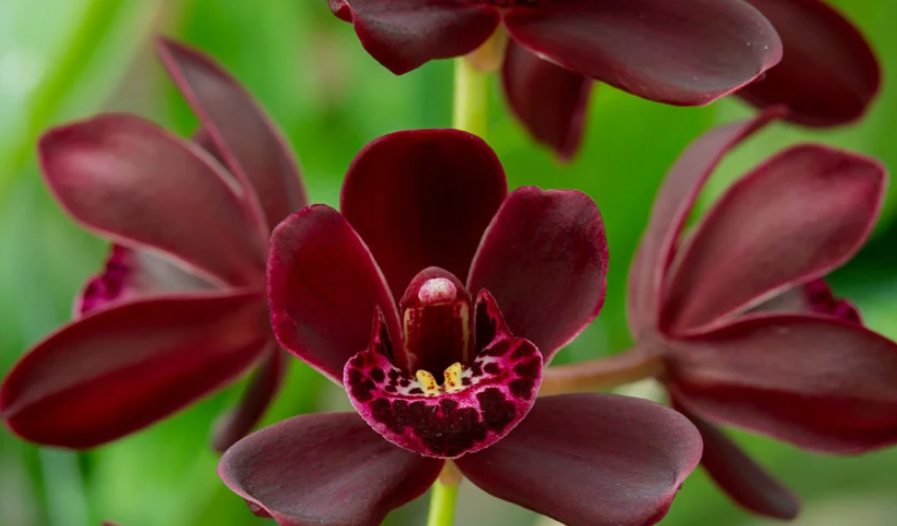 Orchids