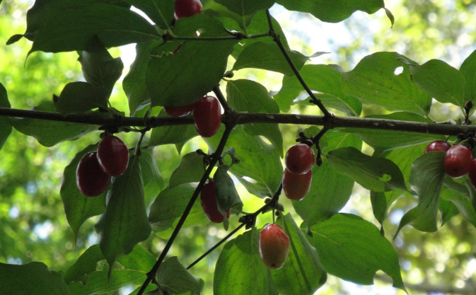 Cherries in the landscape in California