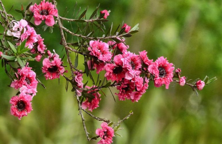 Tea Tree (Leptospermum spp.) flower