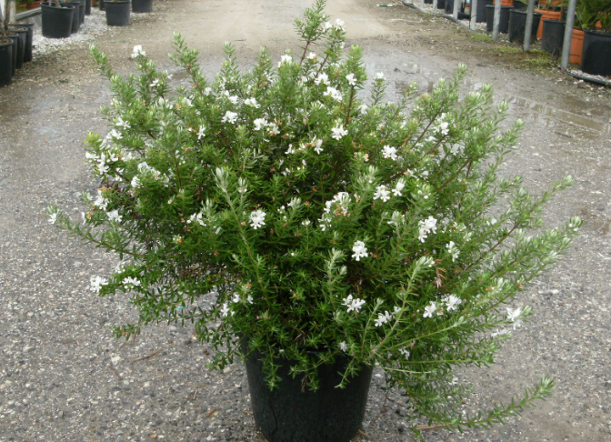 Westringia (Westringia fruticosa)