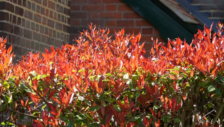 Photinia (Photinia × fraseri)