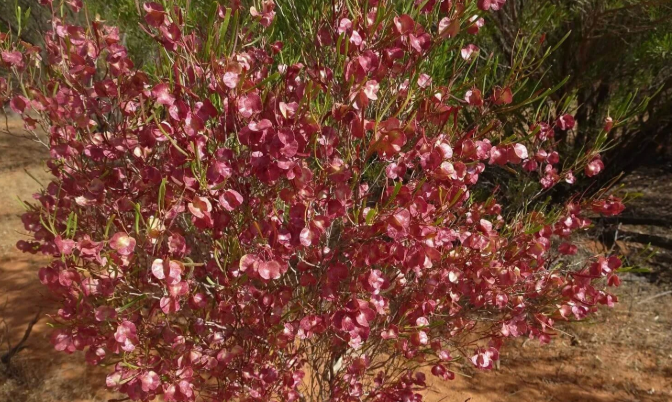 Hop Bush (Dodonaea viscosa): The Shrub That Crossed Oceans on Its Own