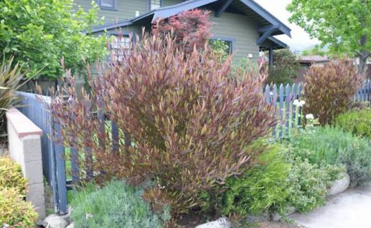 Hop Bush (Dodonaea viscosa) in a front yard