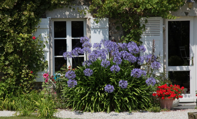 Garden Front yard with Native Plants