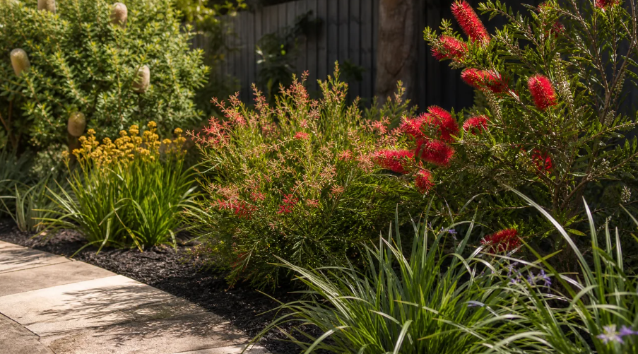 Garden With Native Aussie Shrubs