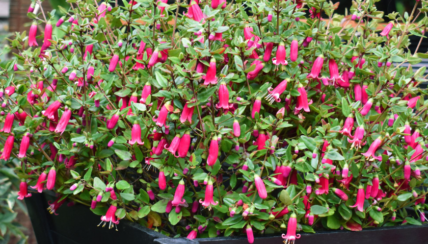 Correa Plant: The Australian Native Fuchsia That Isn't a Fuchsia