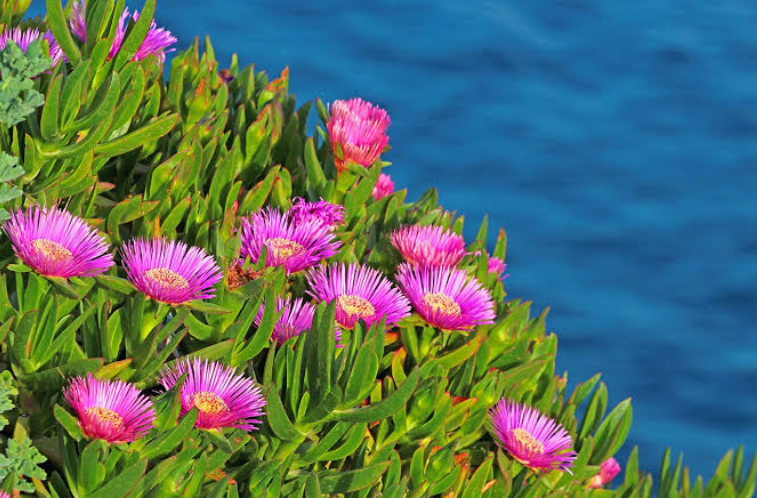 Pigface (Carpobrotus spp.)