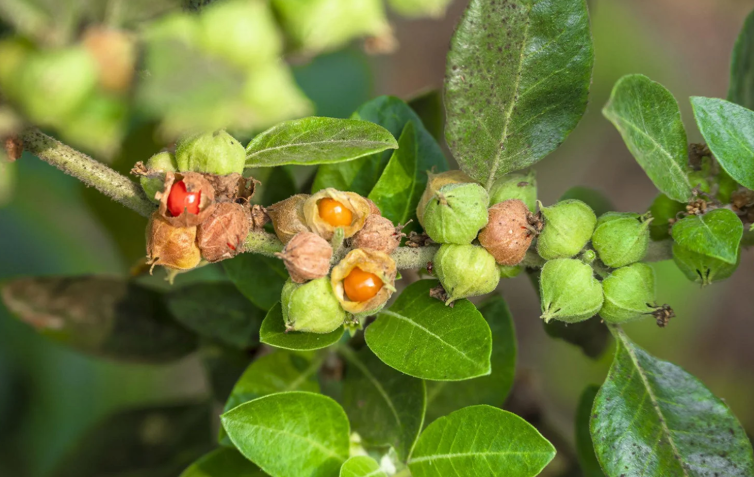 Ashwagandha fruit and seeds