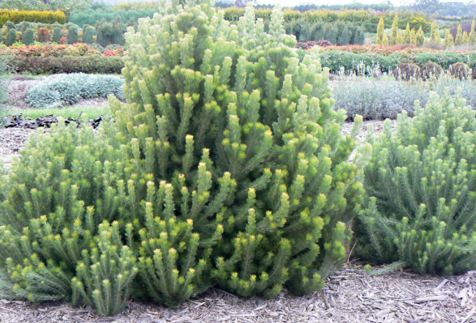 Woolly Bush (Adenanthos sericeus)