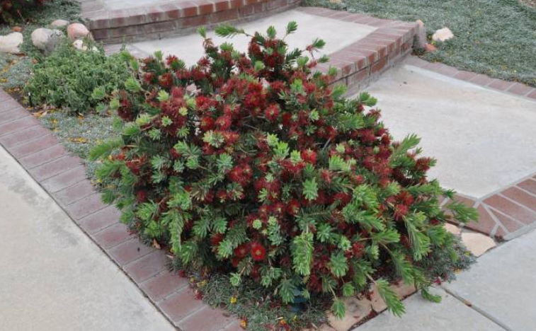 Dwarf Bottlebrush (Callistemon cultivar)
