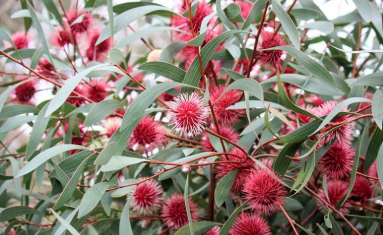 Hakea (Hakea spp.), Australia's Overlooked Proteaceae Giant