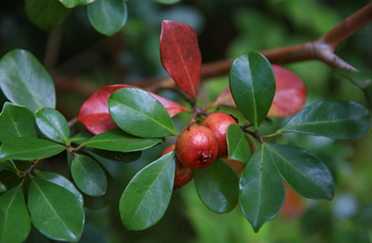 Strawberry guava (Psidium cattleyanum)