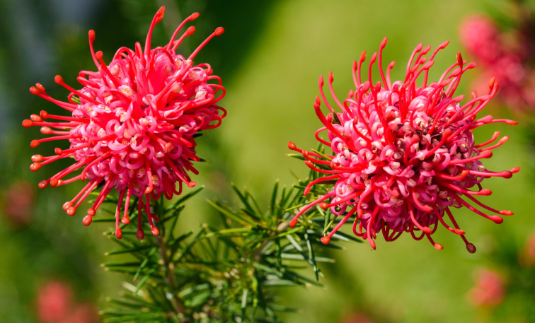 Grevillea (Grevillea spp.): Australia's Most Diverse Native Genus, With a Hidden Hazard