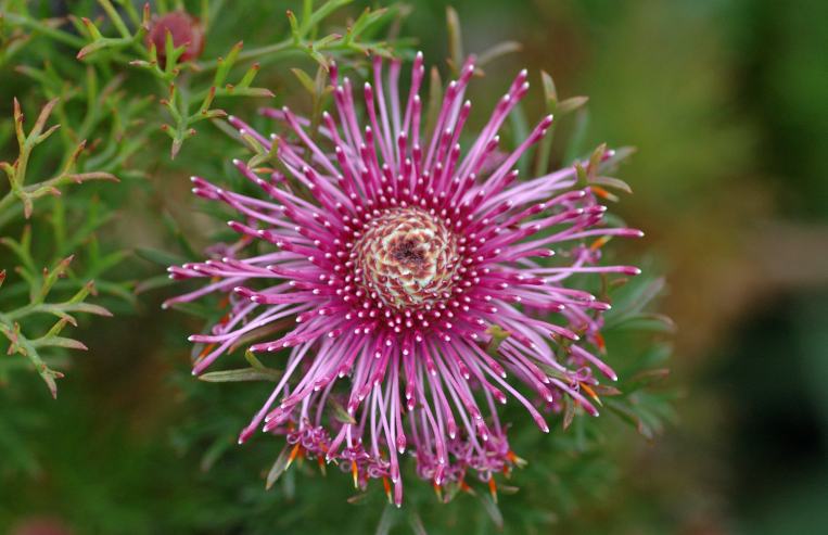 Isopogon (Isopogon spp.): The Drumstick Genus Named in a Rush