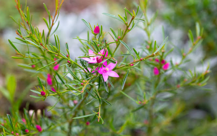 Crowea (Crowea spp.): The Waxflower With Just Three Species