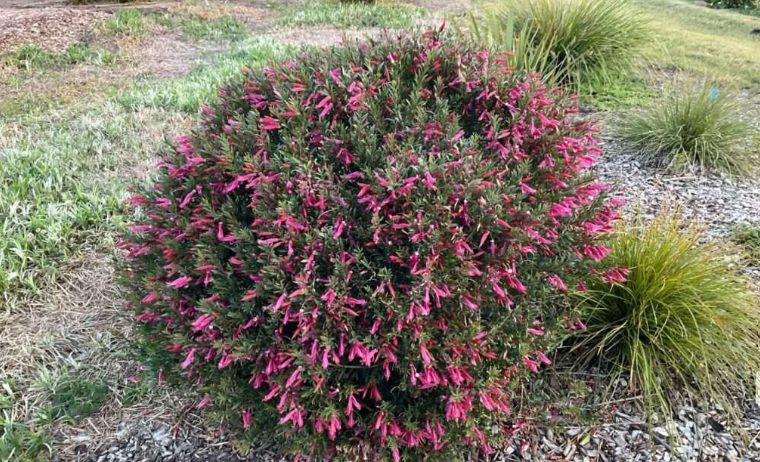 Emu Bush (Eremophila spp.): Australia's Desert-Loving Chameleon Genus