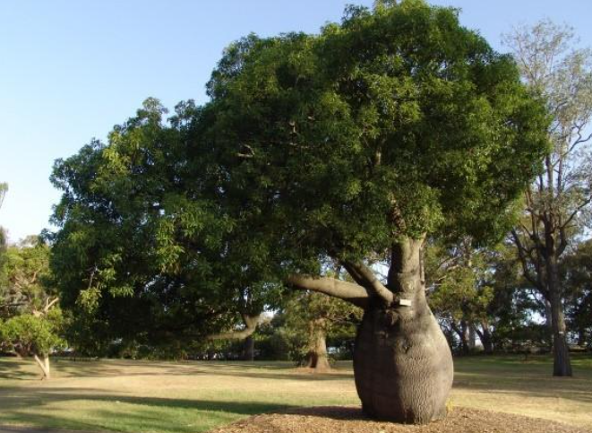 Bottle Tree (Brachychiton spp.): Australia's Living Water Tanks