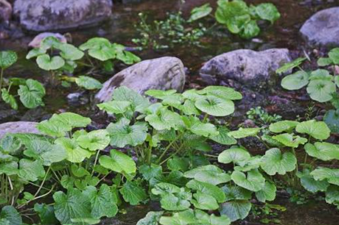 wasabi plant in a garden in Florida