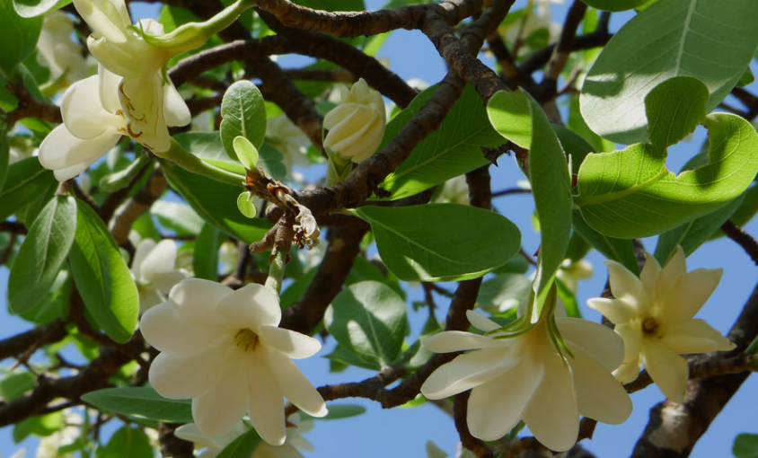Gardenia (Gardenia spp.) plant in a garden in ohio