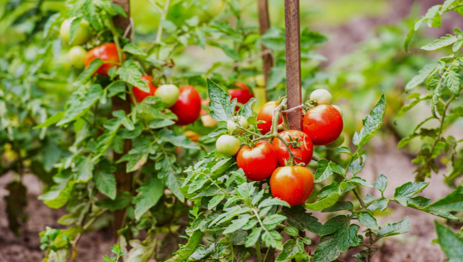 Indeterminate Tomato plant in a garden in california