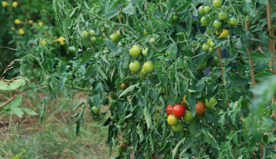 Indeterminate Tomato in a garden in Ohio