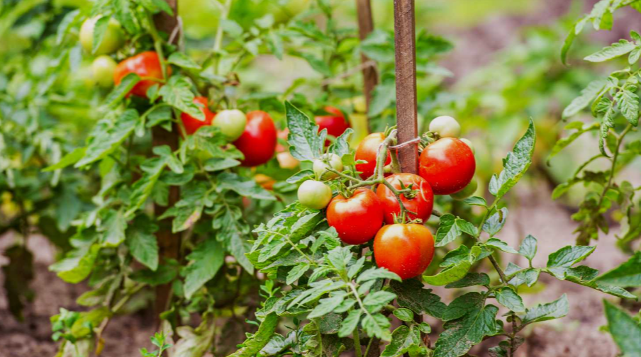 Determinate tomatoes in a garden in UK