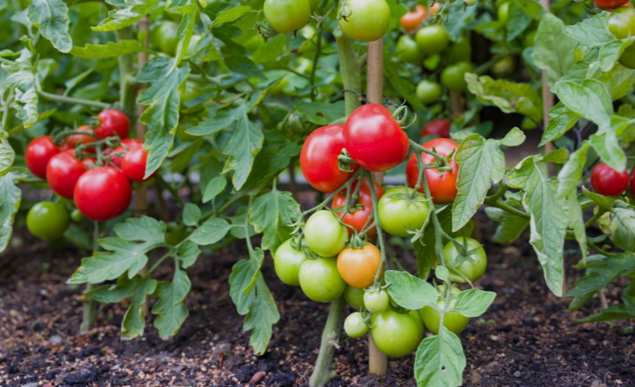 Tomatoe plant in a garden in California