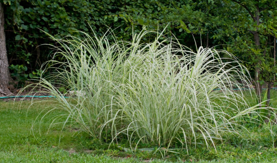 Carex Plant in a garden in california