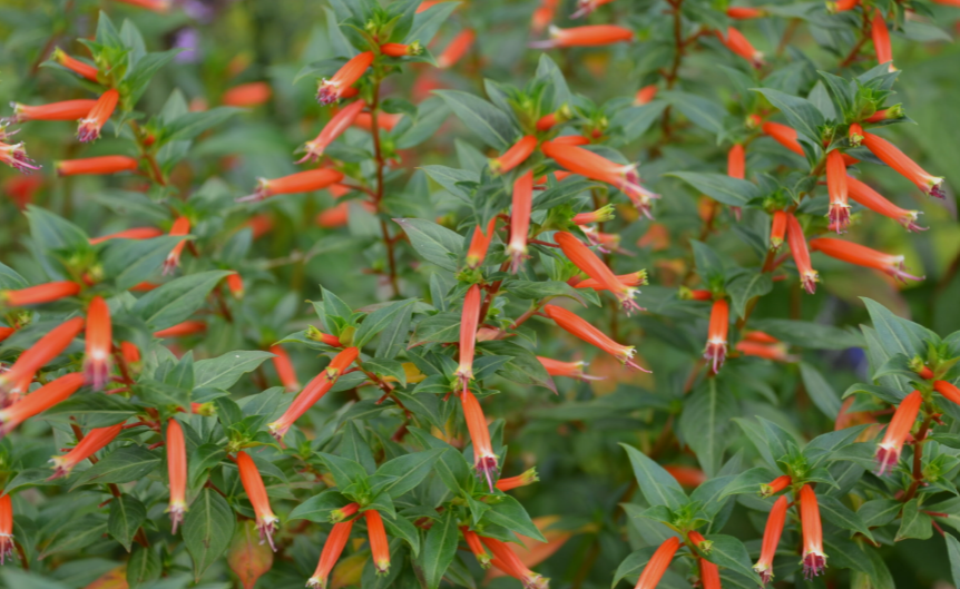 Cuphea Plant in California
