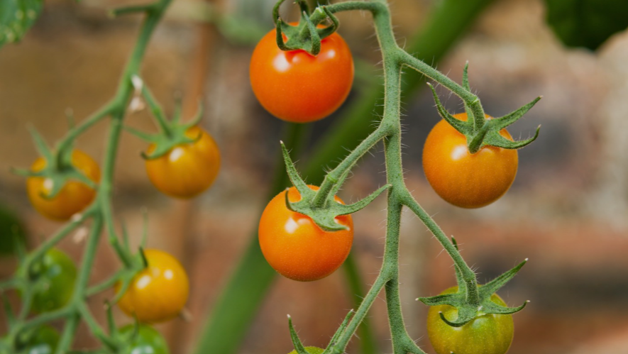 Sungold Tomato Plant