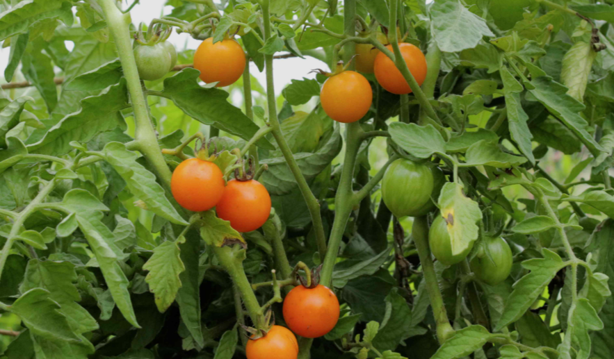 Sungold Tomato plant in the garden