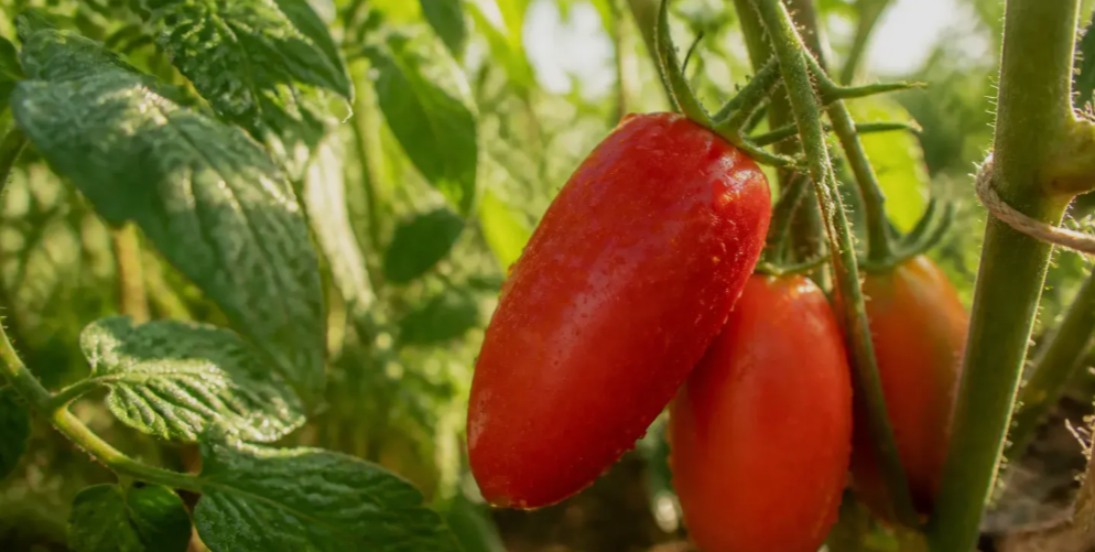San Marzano Tomato Plant