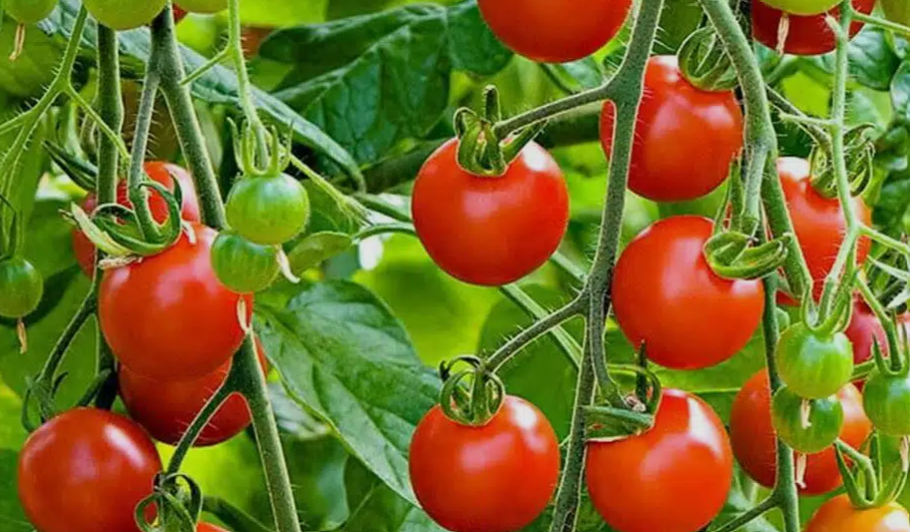 Sweet 100 Tomato plant in a garden in Texas