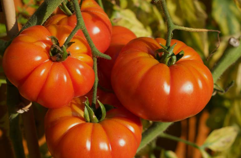 Mortgage Lifter Tomato in a Florida Garden