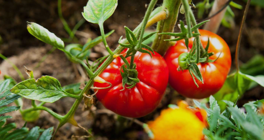 Big Beef Tomato plant in a garden in Florida