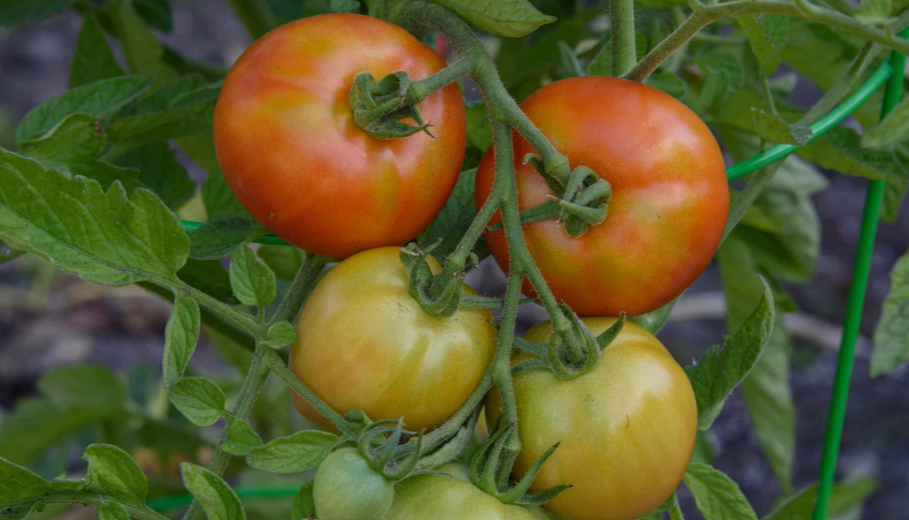 Early Girl Tomato Plant