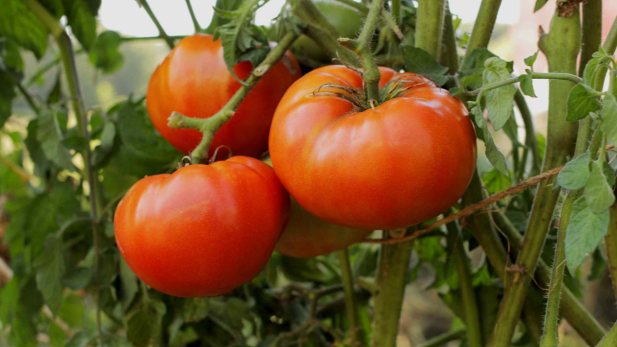 Big Boy Tomato Plant