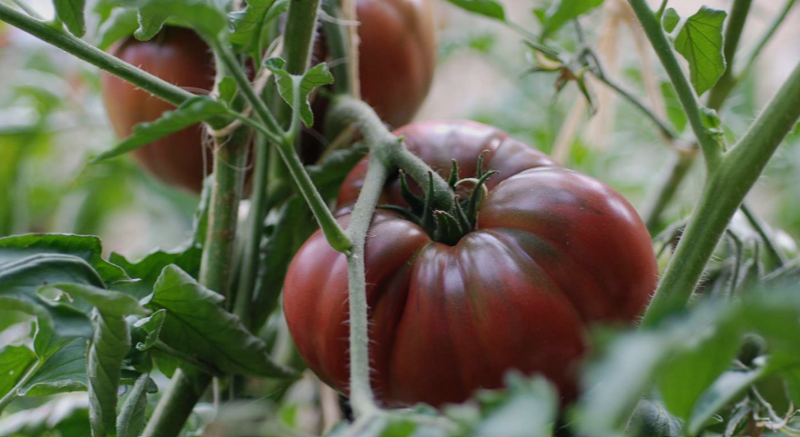 Black Krim Tomato in a garden in Florida