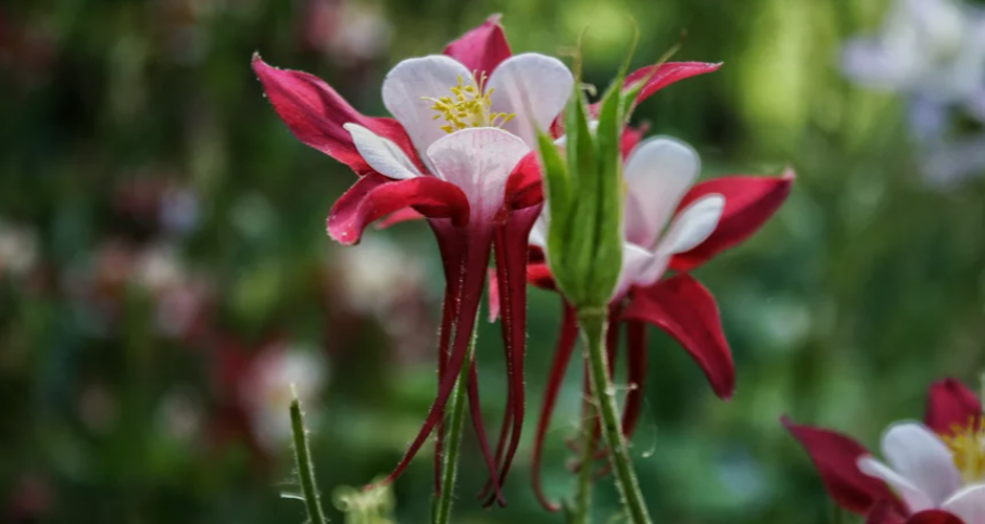 Flowers with red and white petals