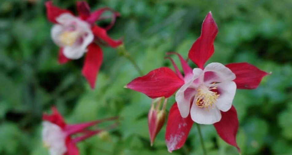 Red and White Flowers 