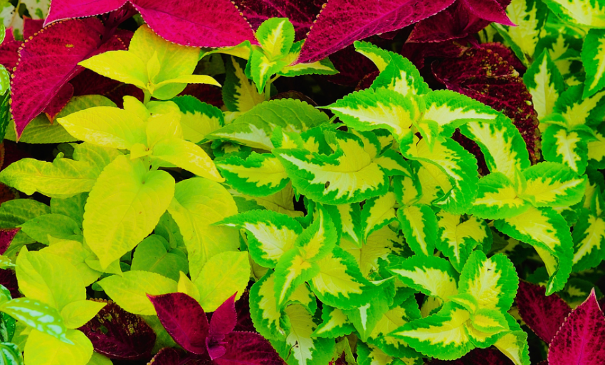 Plants with lime green foliage