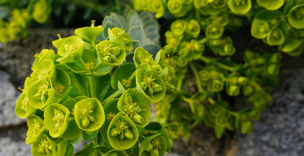 Plants With Lime Green Foliage
