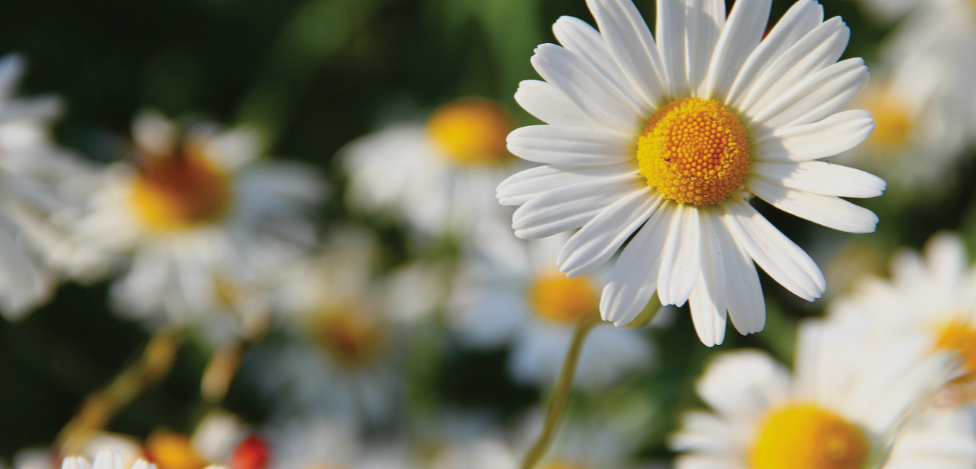 White Flowering Perennial with yellow centers
