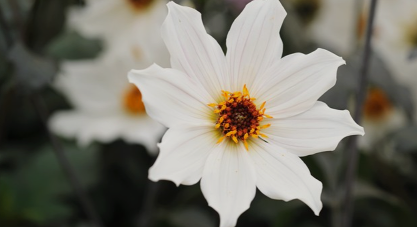 White Flowers With Yellow Centers