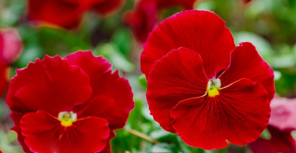Red Flowers With Yellow Centers