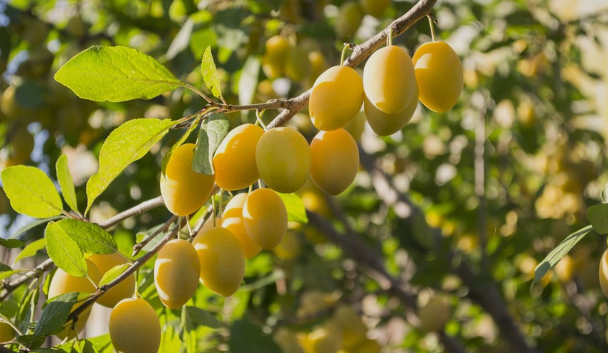 Yellow Plum