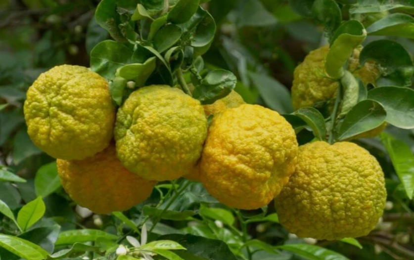Bergamot fruit in a garden in florida