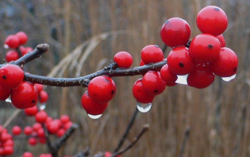 Red berries in a garden in Ohio