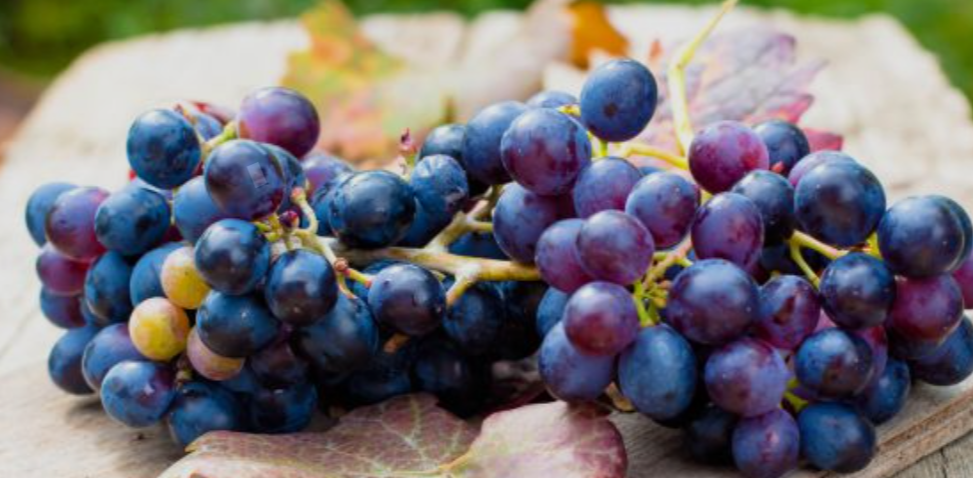 Purple Colored Berries
